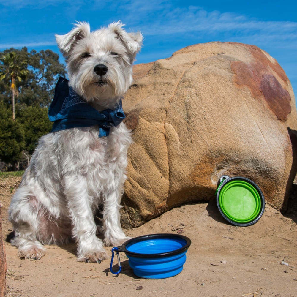 Pop Up Collapsible Pet Bowls with Carabiner 4 Pack